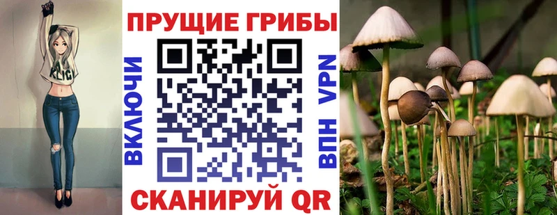 Купить  Кондопога  Псилоцибиновые грибы мицелий 